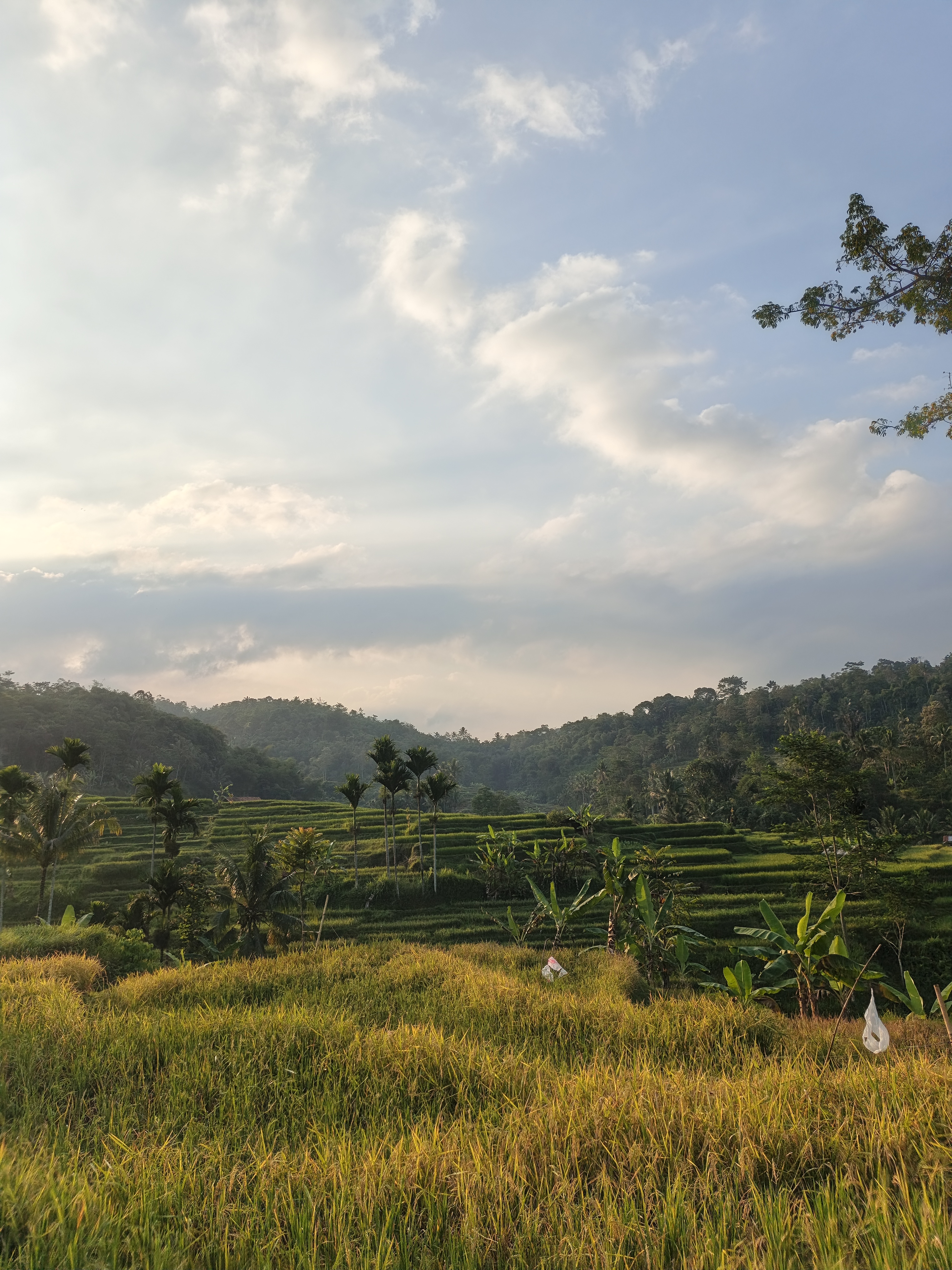 Puncak Bukit Hijau
